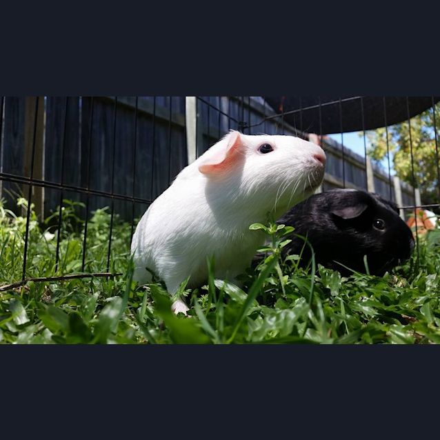 Photo of Tipsy And Bambi