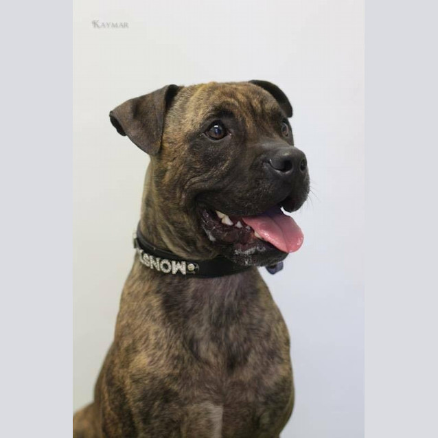 Photo of Taz *I'm Only $200!*