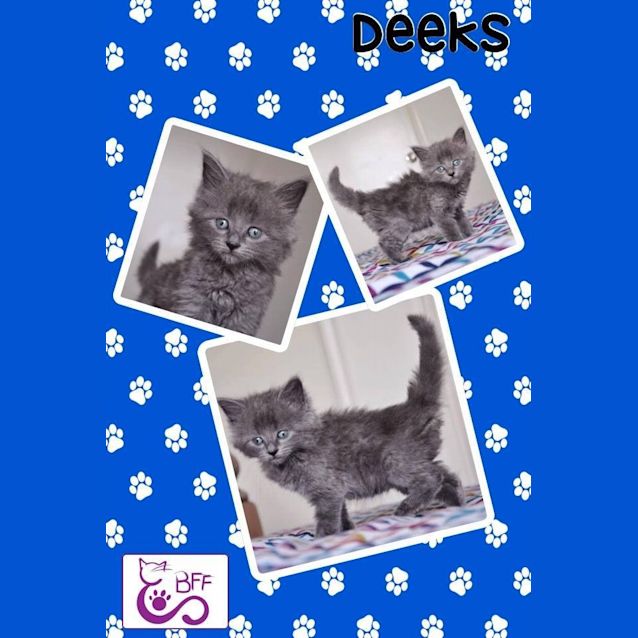 Photo of Deeks