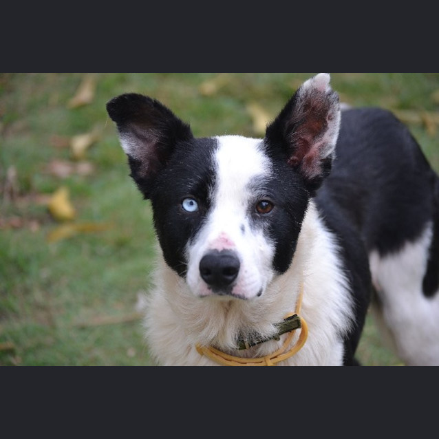 Photo of Benson