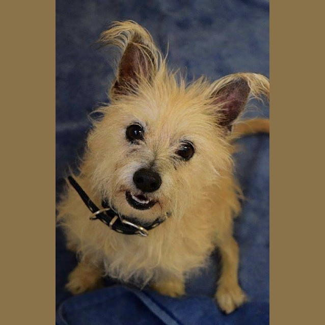 Photo of Brutus *Senior*