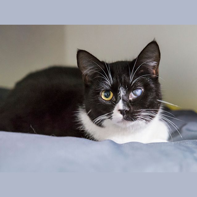 Photo of Oscar