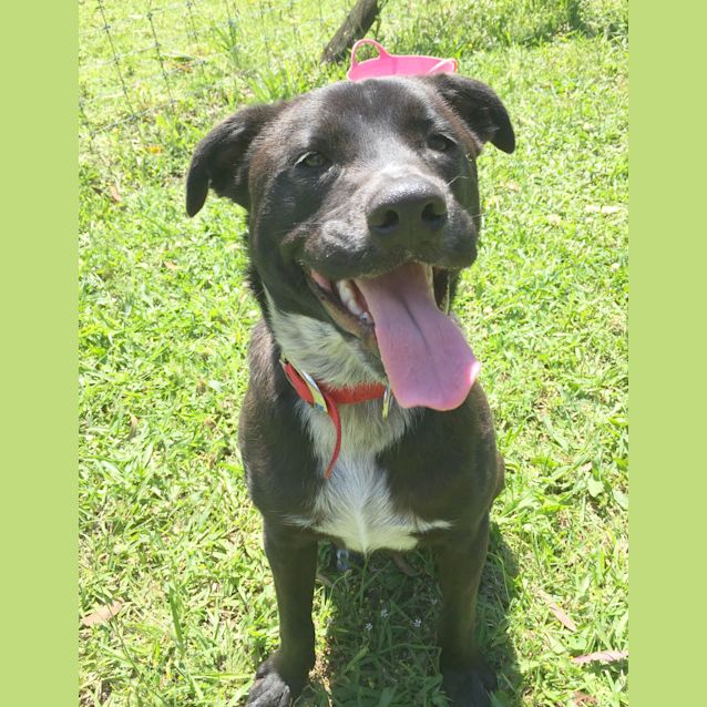Photo of Petey ~ Cattle Dog X Staffy (On Trial 20/3/16)