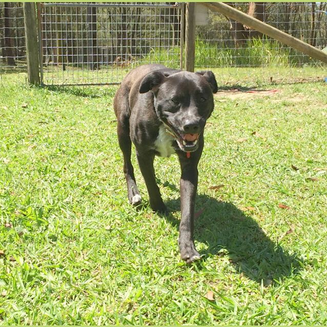Photo of Petey ~ Cattle Dog X Staffy (On Trial 20/3/16)