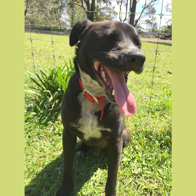 Photo of Petey ~ Cattle Dog X Staffy (On Trial 20/3/16)