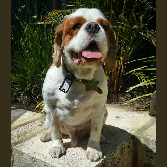 Photo of Winston Dl1127