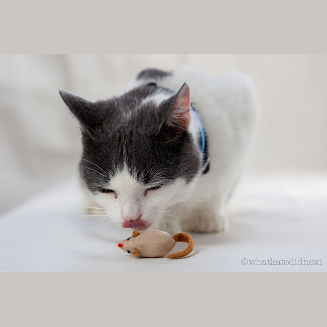 Photo of Buddy (4334)