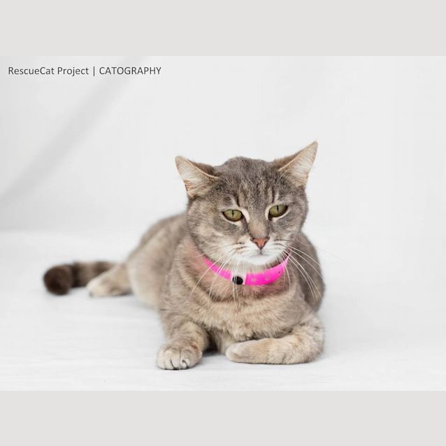 Photo of Dandy (4318)