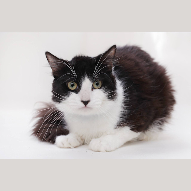 Photo of Max Flash (4280)