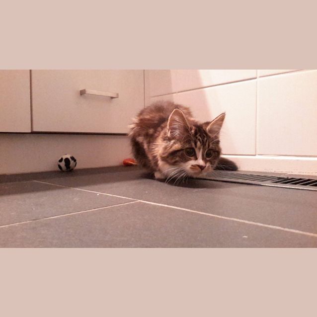 Photo of Bessie   Has A Meet And Greet