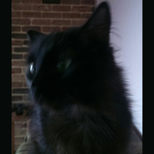 Photo of Velvet