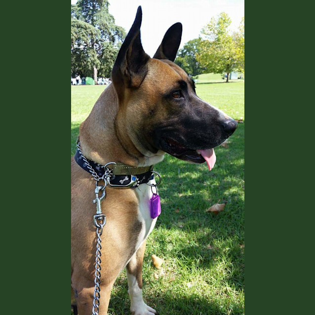 Photo of Nala