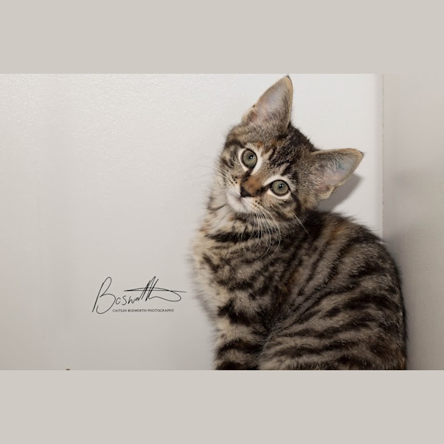 Photo of Pippa