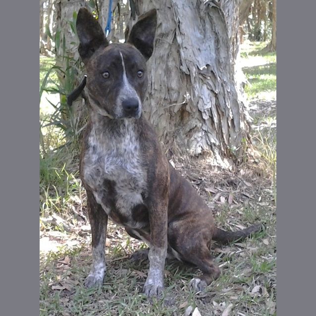Photo of 095 1868 Pepper