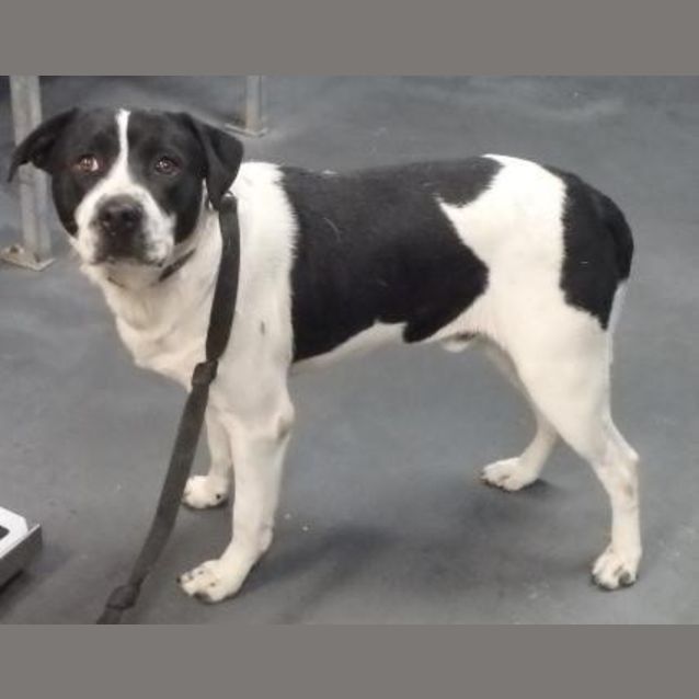 Photo of Pongo
