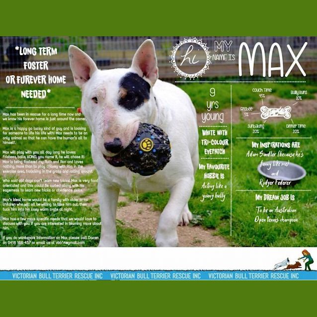 Photo of Max (Looking For Long Term Foster)