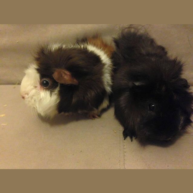 Photo of Poppy And Astra