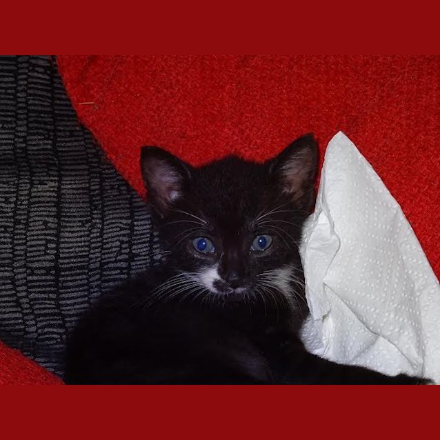 Photo of Rocky 
