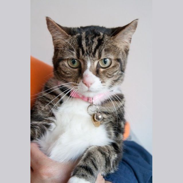 Photo of Sweets (C745) *Adopted*