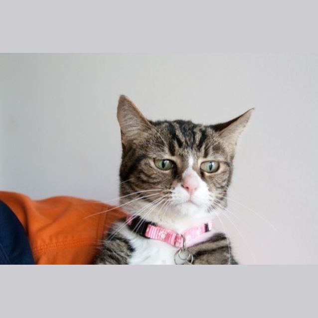 Photo of Sweets (C745) *Adopted*