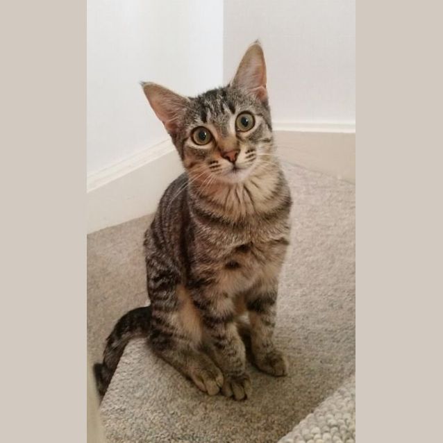 Photo of Lily (The Pet House, Erina Fair)