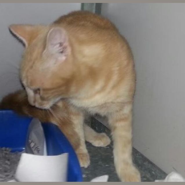 Photo of Cookie