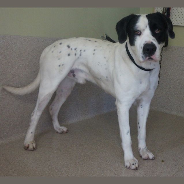 Photo of Starsky