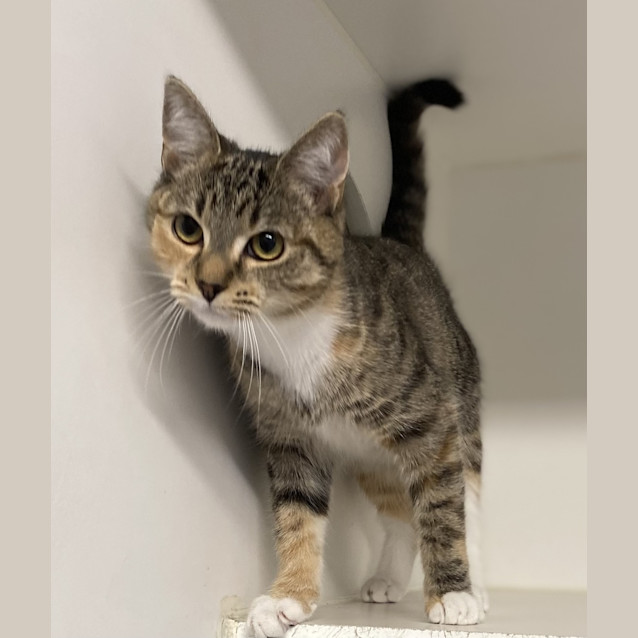 Photo of Kitten