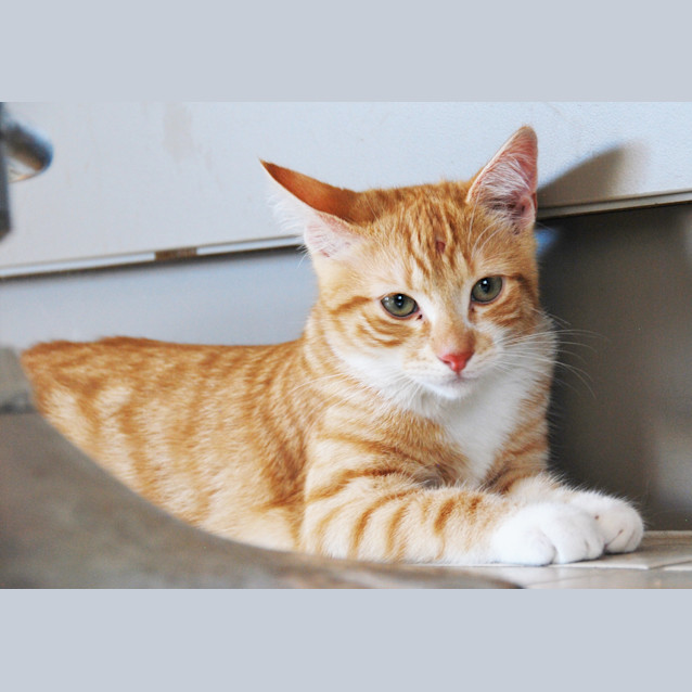 Photo of Boots