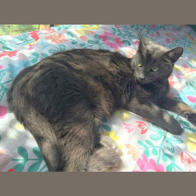 Photo of "Isabella" Purrfect Match 