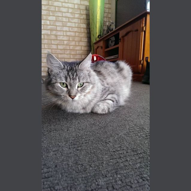 Photo of Elsa