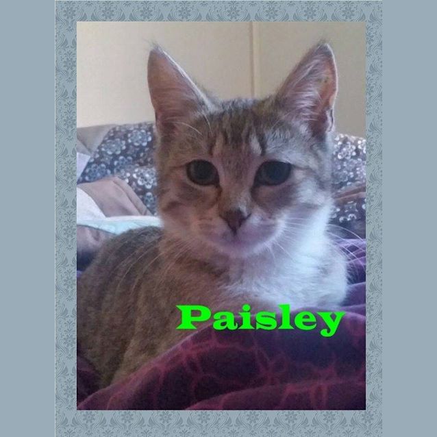Photo of Paisley