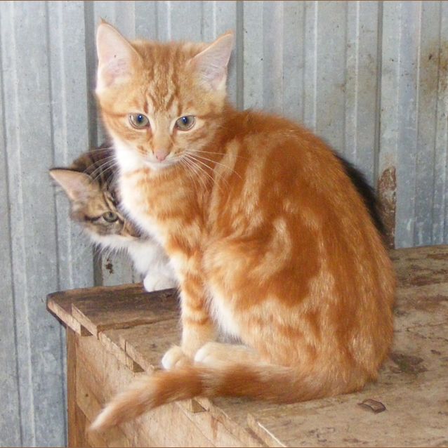 Photo of Ginga Ninja