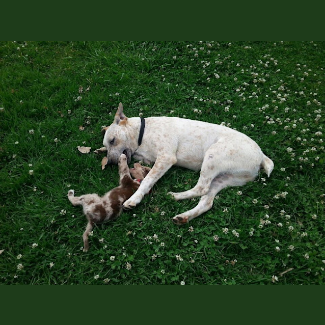 Photo of Ritchie (Obedience Training/Agility/Flyball)