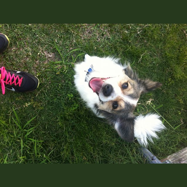 Photo of Gizmo