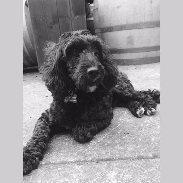 Photo of Suki 