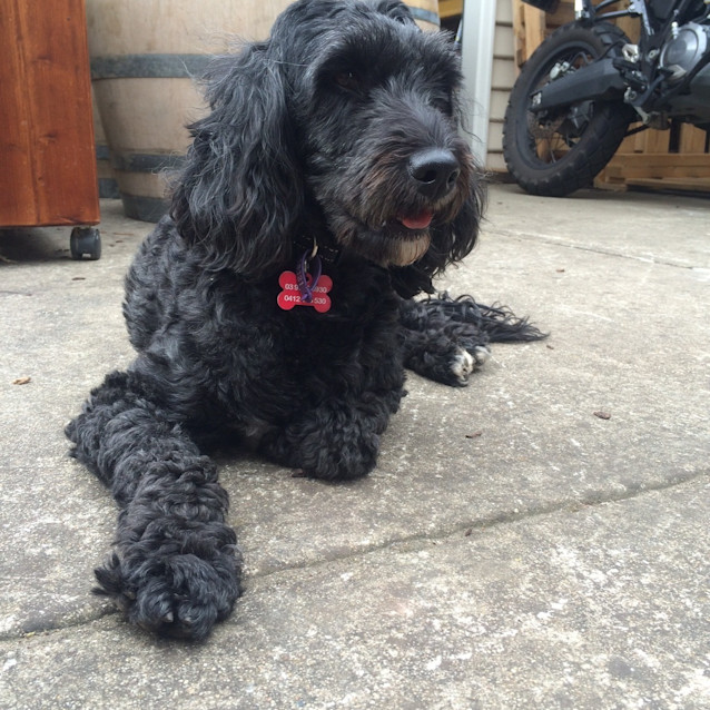 Photo of Suki 