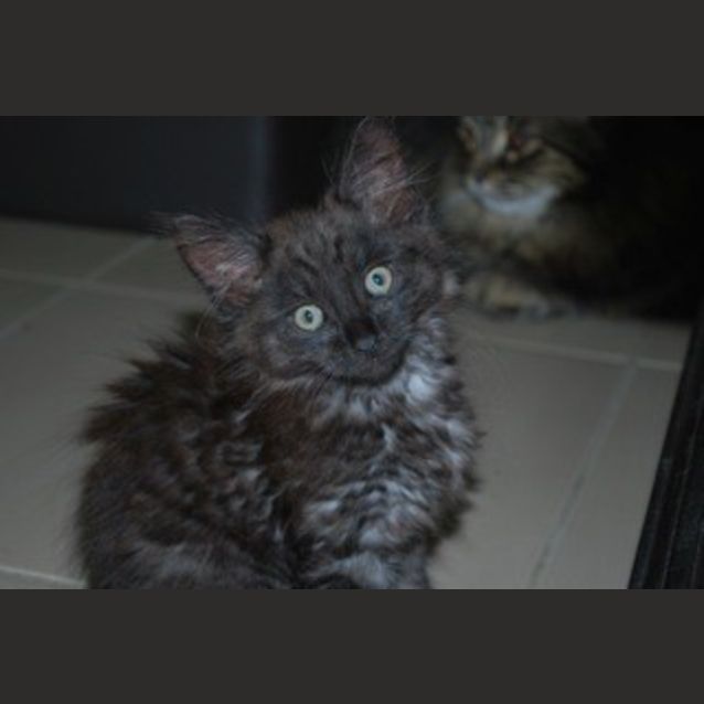 Photo of Humphrey (Pre Adoption Available)
