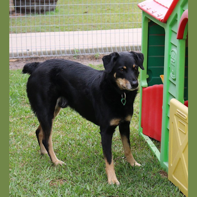 Photo of Toby (Adoption Pending)