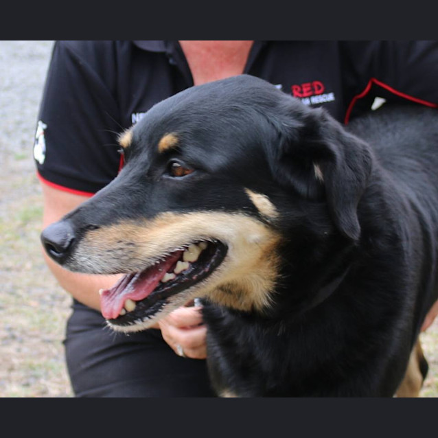 Photo of Toby (Adoption Pending)