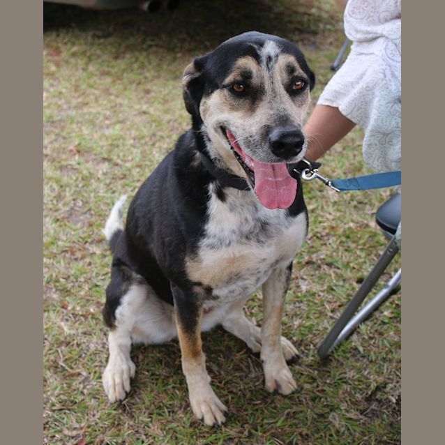 Photo of Nala (At Rspca Big Adopt Day Sept 17 Brisbane)