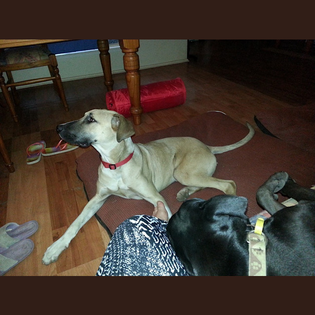 Photo of Reubin (Adoption Pending)