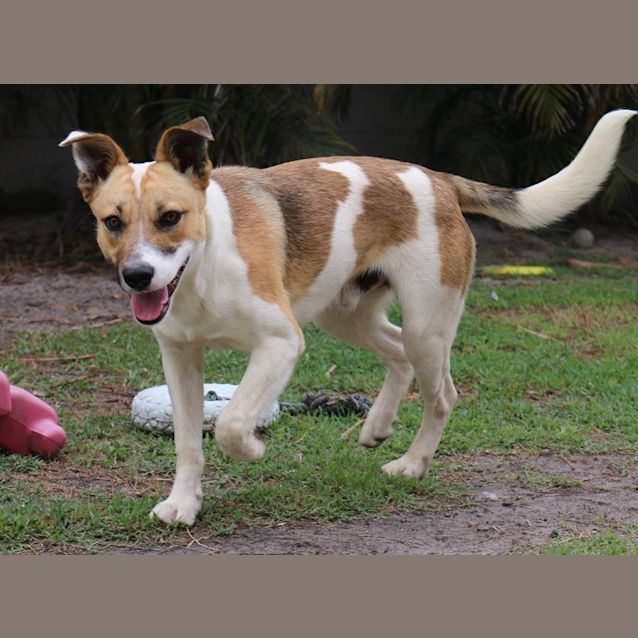 Photo of Milo (Adoption Pending)