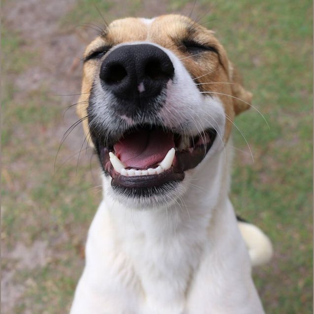 Photo of Milo (Adoption Pending)