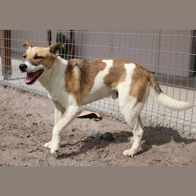 Photo of Milo (Adoption Pending)