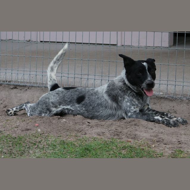 Photo of Drover (Adoption Pending)