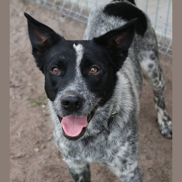 Photo of Drover (Adoption Pending)