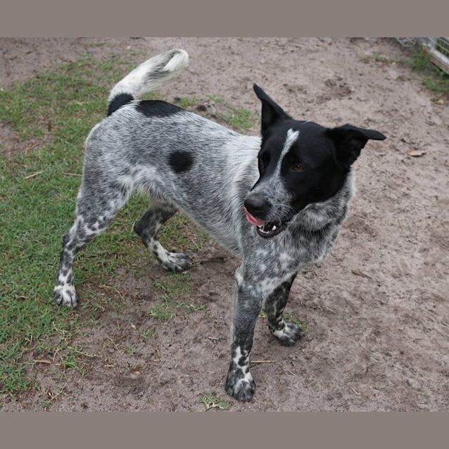 Photo of Drover (Adoption Pending)