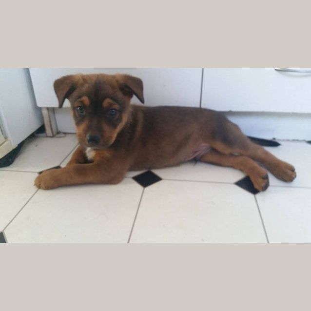 Photo of Levi (Adoption Pending)