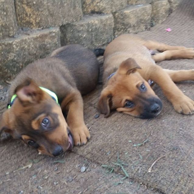 Photo of Levi (Adoption Pending)